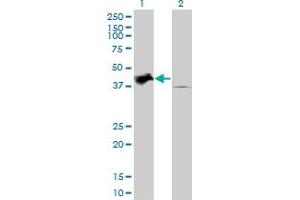 Western Blotting (WB) image for anti-Tribbles Pseudokinase 2 (TRIB2) (AA 254-343) antibody (ABIN565396)