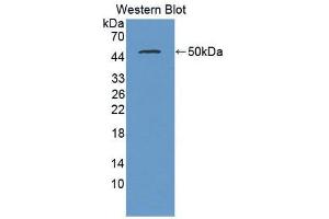 Western Blotting (WB) image for anti-Interferon, beta 1, Fibroblast (IFNB1) (AA 22-186) antibody (Biotin) (ABIN1859274) (IFNB1 抗体  (AA 22-186) (Biotin))