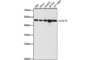 Western blot analysis of extracts of various cell lines, using CDC37 antibody (ABIN1871682) at 1:1000 dilution. (CDC37 抗体)