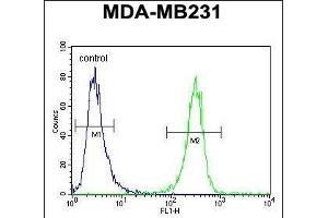 HFM1 Antibody (C-term) (ABIN654571 and ABIN2844275) flow cytometric analysis of MDA-M cells (right histogram) compared to a negative control cell (left histogram). (HFM1 抗体  (C-Term))