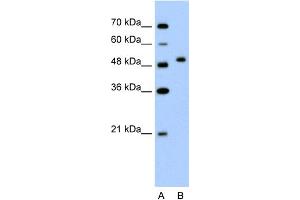 anti-FLJ14213 (N-Term) antibody