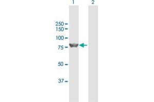 Western Blot analysis of ZBED1 expression in transfected 293T cell line by ZBED1 MaxPab polyclonal antibody. (ZBED1 抗体  (AA 1-694))