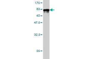 Western Blot detection against Immunogen (77. (CAP1 抗体  (AA 1-475))