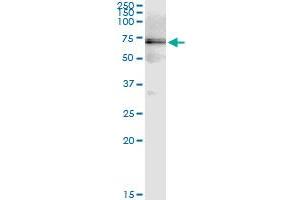 Immunoprecipitation of HSPD1 transfected lysate using anti-HSPD1 MaxPab rabbit polyclonal antibody and Protein A Magnetic Bead , and immunoblotted with HSPD1 purified MaxPab mouse polyclonal antibody (B01P) . (HSPD1 抗体  (AA 1-573))