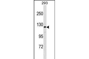 AFF2 Antibody (Center) (ABIN1538678 and ABIN2849653) western blot analysis in 293 cell line lysates (35 μg/lane). (AFF2 抗体  (AA 886-912))