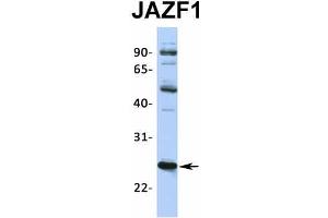 Western Blotting (WB) image for anti-JAZF Zinc Finger 1 (JAZF1) (N-Term) antibody (ABIN2775141)