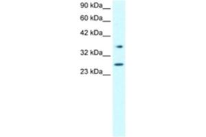 Western Blotting (WB) image for anti-Forkhead Box A3 (FOXA3) antibody (ABIN2460328) (FOXA3 抗体)