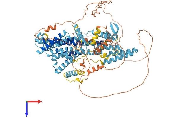 PHTF1 Protein (AA 1-762) (His tag)