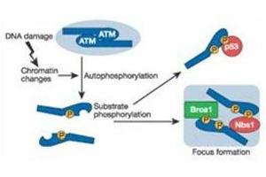 Schematic of ATM induction by DNA damage. (ATM 抗体  (pSer1981))