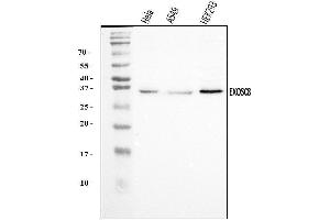 Western blot analysis of EXOSC8 using anti-EXOSC8 antibody (ABIN7601850).
