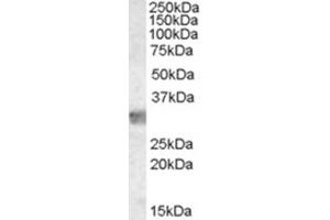 Image no. 2 for anti-Myeloid Differentiation Primary Response Gene (88) (MYD88) (Internal Region) antibody (ABIN374527) (MYD88 抗体  (Internal Region))