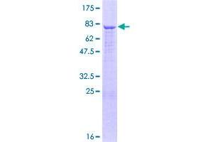 ADAMTSL1 Protein (AA 1-439) (GST tag)