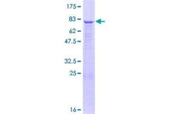 ADAMTSL1 Protein (AA 1-439) (GST tag)