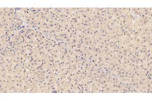 Detection of ADPN in Porcine Liver Tissue using Monoclonal Antibody to Adiponectin (ADPN) (ADIPOQ 抗体  (AA 18-243))