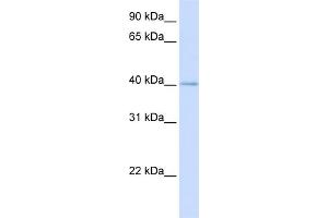 WB Suggested Anti-MRPL39 Antibody Titration:  0. (MRPL39 抗体  (N-Term))