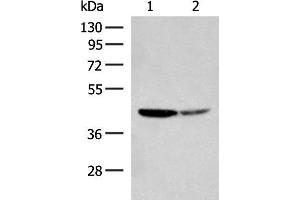 Western blot analysis of Hela and A549 cell lysates using AARSD1 Polyclonal Antibody at dilution of 1:350 (AARSD1 抗体)