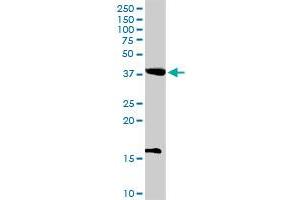 POFUT1 MaxPab rabbit polyclonal antibody. (POFUT1 抗体  (AA 1-194))