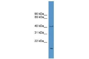 Western Blot showing POFUT1 antibody used at a concentration of 1-2 ug/ml to detect its target protein. (POFUT1 抗体  (Middle Region))