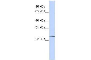SSX6 antibody used at 0. (SSX6 抗体  (Middle Region))