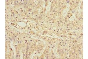Immunohistochemistry of paraffin-embedded human adrenal gland tissue using ABIN7142207 at dilution of 1:100 (PSMD13 抗体  (Regulatory Subunit 13))
