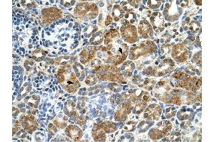 Cystatin B antibody was used for immunohistochemistry at a concentration of 4-8 ug/ml to stain Epithelial cells of renal tubule (arrows) in Human Kidney. (CSTB 抗体)
