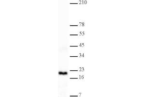 Histone H3 dimethyl Lys4 antibody tested by Western blot. (Histone 3 抗体  (H3K4me2))