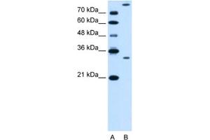 Western Blotting (WB) image for anti-Granzyme K (Granzyme 3, Tryptase II) (GZMK) antibody (ABIN2462835) (GZMK 抗体)