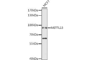 Western blot analysis of extracts of MCF7 cells, using METTL13 antibody (ABIN6131842, ABIN6143755, ABIN6143757 and ABIN6216265) at 1:1000 dilution. (METTL13 抗体  (AA 430-699))