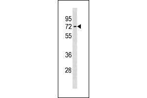 SLC7A4 Antibody (C-term) (ABIN1881813 and ABIN2843272) western blot analysis in human placenta tissue lysates (35 μg/lane). (SLC7A4 抗体  (C-Term))