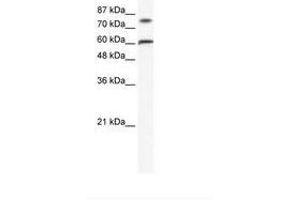 Image no. 1 for anti-Zinc Finger Protein 768 (ZNF768) (AA 80-129) antibody (ABIN202708) (ZNF768 抗体  (AA 80-129))