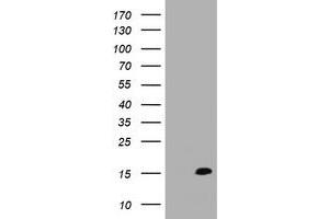 Image no. 1 for anti-TSC22 Domain Family, Member 3 (TSC22D3) antibody (ABIN1498457) (TSC22D3 抗体)