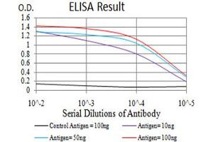Fig. (NOS1 抗体  (AA 17-153))