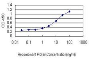 Detection limit for recombinant GST tagged CNDP2 is approximately 0. (CNDP2 抗体  (AA 191-300))