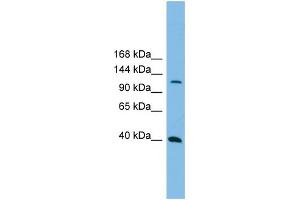 WB Suggested Anti-MAP3K14  Antibody Titration: 0. (MAP3K14 抗体  (N-Term))