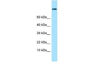 WB Suggested Anti-EMR1 Antibody Titration: 1. (F4/80 抗体  (C-Term))