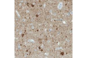 Immunohistochemical staining (Formalin-fixed paraffin-embedded sections) of human cerebral cortex with NECAB1 monoclonal antibody, clone CL0580  shows immunoreactivity in a subset of neuronal cells. (NECAB1 抗体)