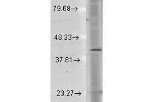 Rhodopsin 抗体