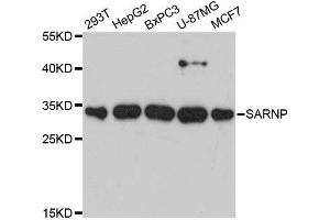 Western blot analysis of extracts of various cell lines, using SARNP antibody. (SARNP 抗体  (AA 1-210))