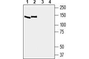 Western blot analysis of mouse brain membranes (lanes 1 and 3) and rat brain membranes (lanes 2 and 4): - 1, 2. (EPH Receptor A6 抗体  (Extracellular))