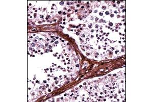 BRD1 Antibody (N-term) ((ABIN657939 and ABIN2846882))immunohistochemistry analysis in formalin fixed and paraffin embedded human testis tissue followed by peroxidase conjugation of the secondary antibody and DAB staining. (BRD1 抗体  (N-Term))