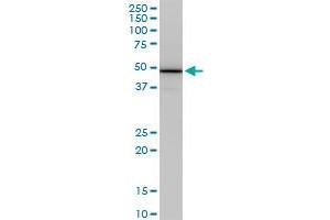 COPS2 monoclonal antibody (M02), clone 4B12. (COPS2 抗体  (AA 344-443))
