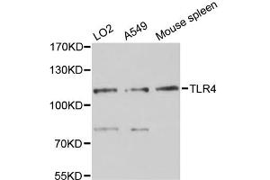 Western blot analysis of extracts of various cell lines, using TLR4 antibody (ABIN4905460) at 1:3000 dilution. (TLR4 抗体)