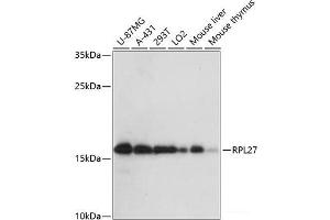 Western blot analysis of extracts of various cell lines using RPL27 Polyclonal Antibody at dilution of 1:3000. (RPL27 抗体)