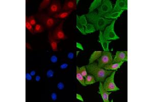 ABIN6259039 and ABIN6273460 staining HepG2 cells by IF/ICC.