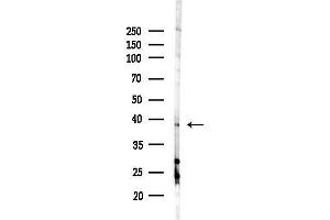 Western blot analysis of lysates from HepG2 cells(LPS, 4h treatment), using TWISTNB Antibody at 1/1000 dilution.