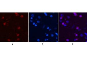 Immunofluorescence analysis of rat brain tissue. (Peroxiredoxin 1 抗体)
