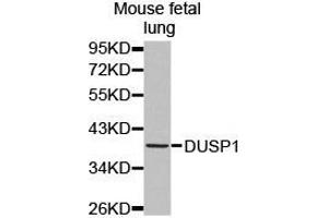 Western Blotting (WB) image for anti-Dual Specificity Phosphatase 1 (DUSP1) antibody (ABIN1872372) (DUSP1 抗体)