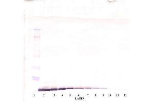 Image no. 3 for anti-Chemokine (C-C Motif) Ligand 19 (CCL19) antibody (ABIN465453) (CCL19 抗体)