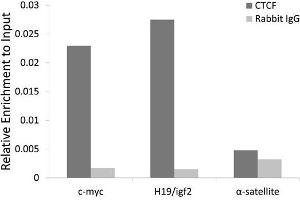 Chromatin immunoprecipitation analysis extracts of HCT116 cell line, using CTCF rabbit polyclonal antibody and rabbit IgG. (CTCF 抗体)
