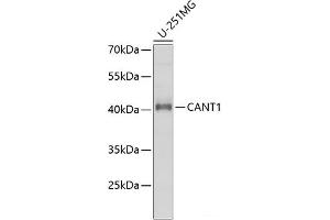 Western blot analysis of extracts of U-251MG cells using CANT1 Polyclonal Antibody at dilution of 1:1000. (CANT1 抗体)